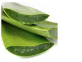 Packaged Aloe Vera